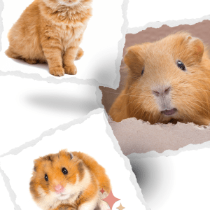 Garde de chats et de petits rongeurs à domicile.