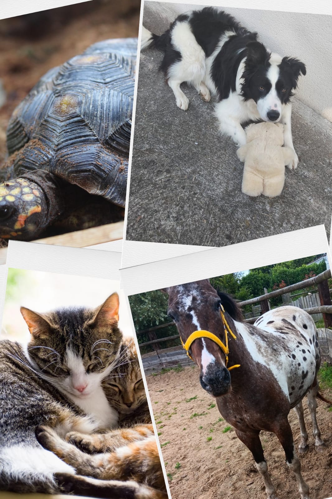 Garde d'animaux à domicile : chien, chat, tortue et cheval pris en charge avec bienveillance.